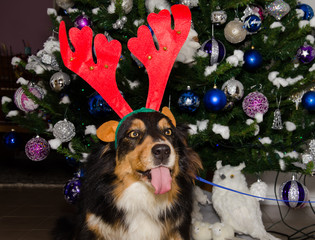 Cane natalizio fa la linguaccia