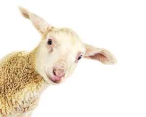 Photo sur Plexiglas Moutons agneau