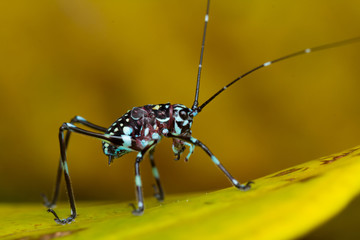 Katydid Nymph - (Tettigoniidae)