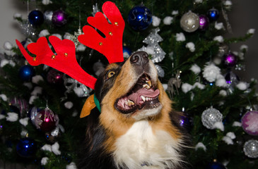 Cane natalizio con l'albero di natale sullo sfondo
