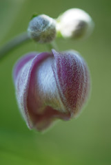Close-up einer Anemonenknospe