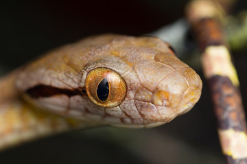 Dog-toothed cat snake