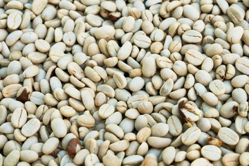 Dried coffee beans after harvested.
