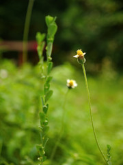 Tiny chamomile flowers in background blur