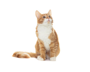 Cat on a white background