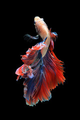 Betta fish on black background. ( Mascot double tail )