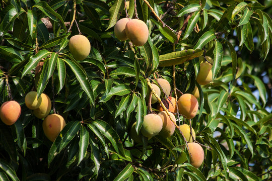 Mango Tree in Malawi, Africa.