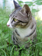 cat in green grass; selective focus at head cat