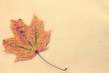 Autumnal leaf on old paper