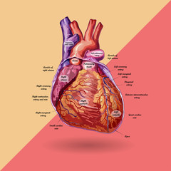 human heart vector - 96608822
