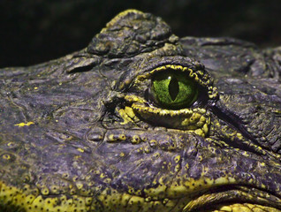 eye of a crocodile