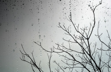 Tree without leaves through the window during the rain
