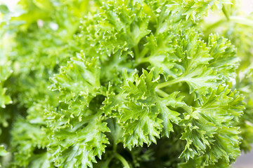 Fresh parsley