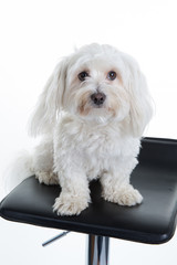 Maltese sitting, panting, isolated on white