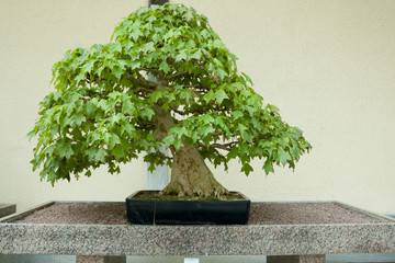 Trident Maple Bonsai Tree (100 years old)