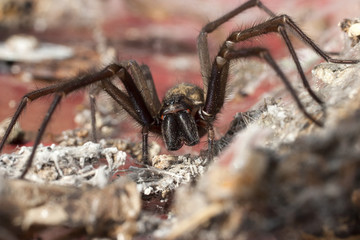 Tegenaria domestica sp, House Spider, Tégénaire domestique