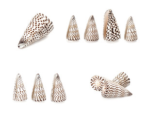 seashell isolated on white background