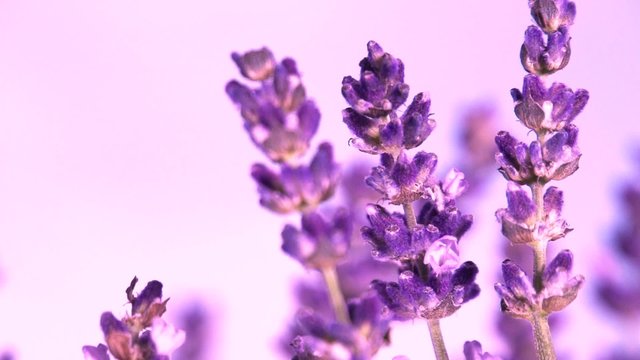 Lavender against the sky. Slow motion 240 fps.