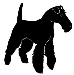 fox terrier