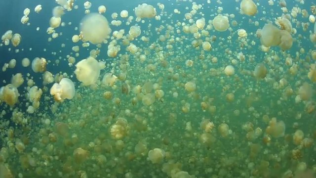 Jellyfish Swimming in Marine Lake