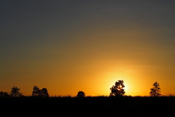 Golden sky when sunset in the evening of winter with trees: silhouette photo 