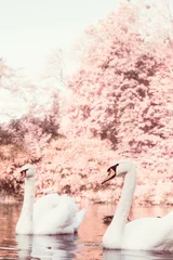 Foto auf Acrylglas Schwan Pair of white swans on the lake
