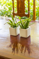 Tree pots decoration on wooden table - Mini Cactus
