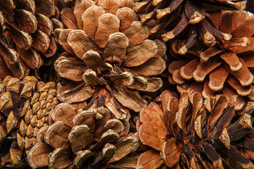 Fototapeta premium Closeup background texture of dried pine cones.