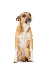 funny dog on a white background