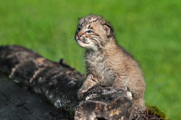 Fototapeta premium Baby Bobcat (Lynx rufus) Looks Up From Log
