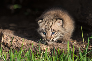 Fototapeta na wymiar Baby Bobcat Kitten (Lynx rufus) Crawls Out from Log