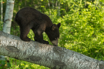 Black Bear Cub (Ursus americanus) Sniffs Branch © geoffkuchera