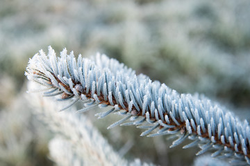 Icy spruce twigs.