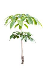 Young Rubber tree isolated