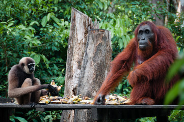 Gibbon and a Orangutang sitting eating together © attiarndt