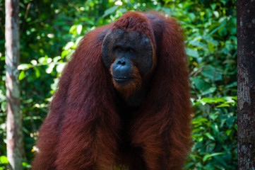 Orang Utan alpha male standing in Borneo Indonesia © attiarndt