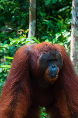 Orang Utan alpha male standing in Borneo Indonesia