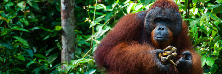 Orang Utan alpha male with banana in Borneo Indonesia