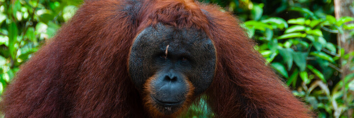 Orang Utan alpha male standing in Borneo Indonesia © attiarndt