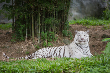 White tiger relaxing in zoo