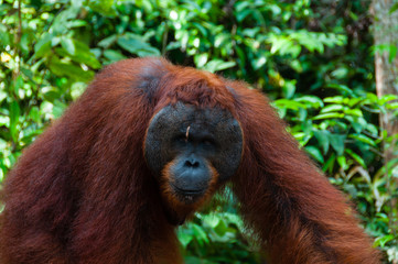 Orang Utan alpha male standing in Borneo Indonesia