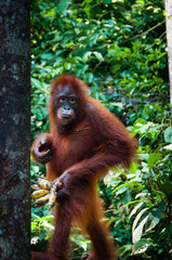 Orang Utang standing with banana in hand