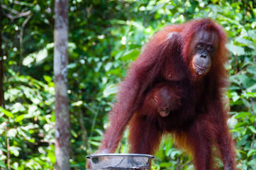 Female Orang Utang with baby in jungle of Borneo © attiarndt
