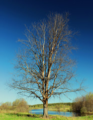 High altitude dead tree under blue sky.