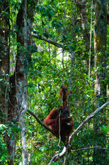Mother Orang Utan and baby sitting on a tree in the jungle, Indonesia © attiarndt