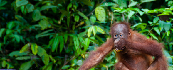 Baby Orang Utan sitting in a bowl, Indonesia © attiarndt