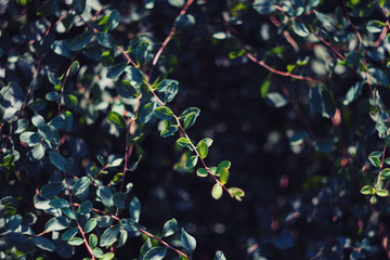 Dark nature background for your design