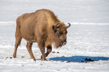 european bison on snow background
