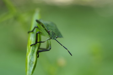 Wanze am Blatt