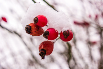 Winterbeeren